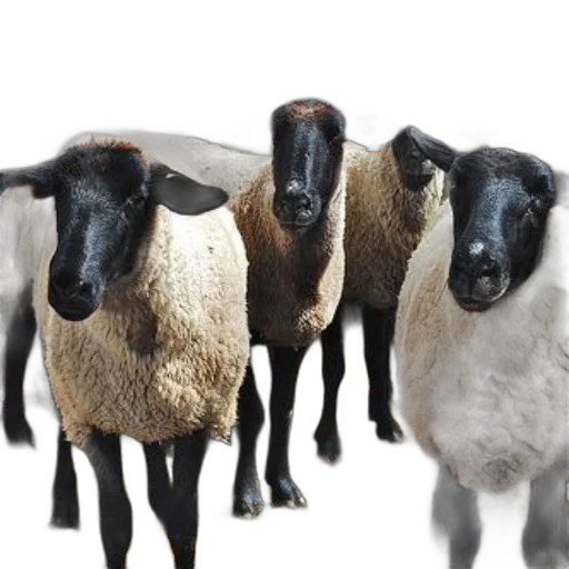 animal, staff, food, jewelry transparent PNG cut-out