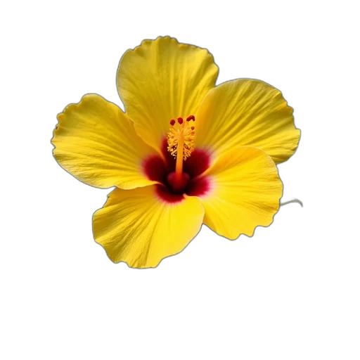 flower, jewelry, crown, staff transparent PNG cut-out