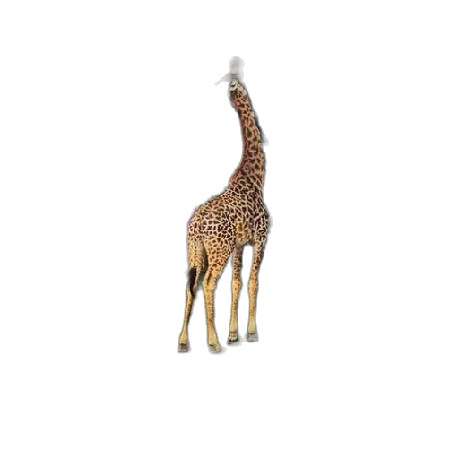 animal, creature, jewelry, staff transparent PNG cut-out