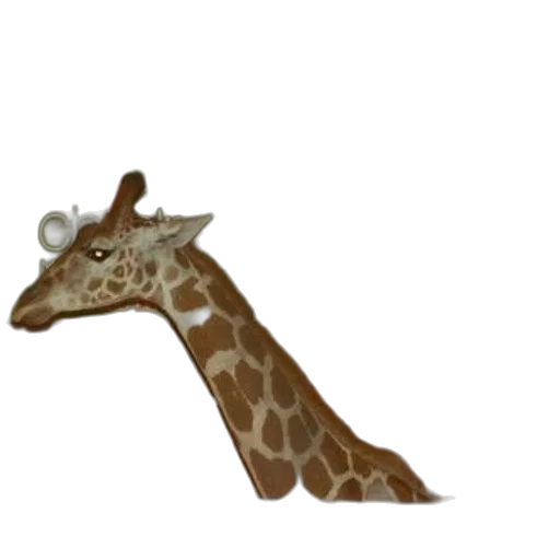 animal, creature, staff, hat transparent PNG cut-out