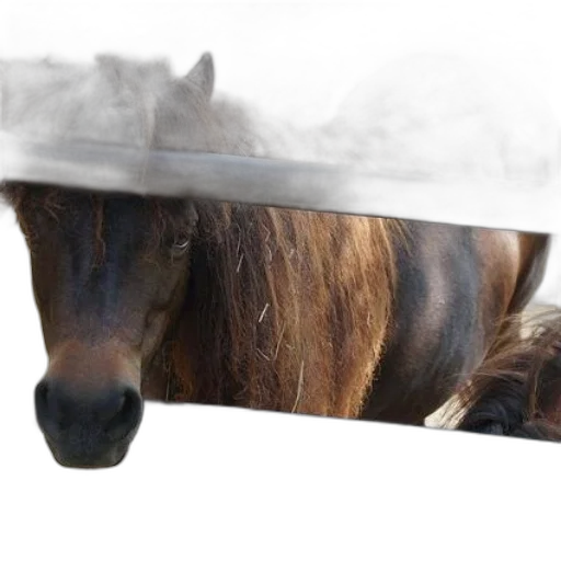 hat, animal, sword, weapon transparent PNG cut-out