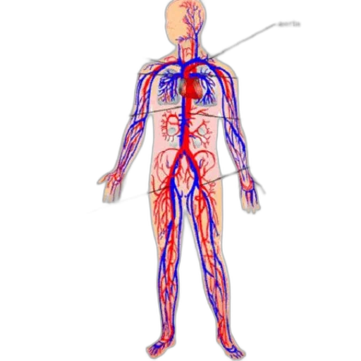 staff, robot, concept art, anatomical transparent PNG cut-out