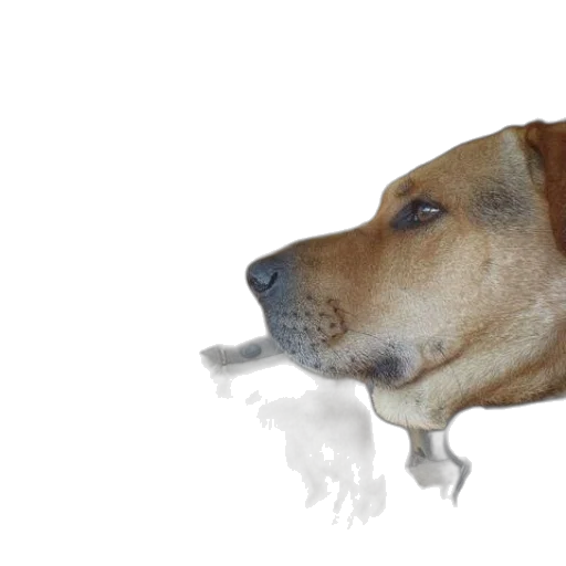 animal, creature, face, staff transparent PNG cut-out