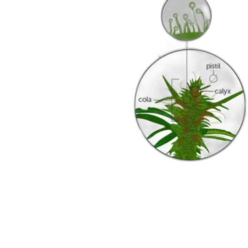 concept art, 3d render, green, illustration transparent PNG cut-out