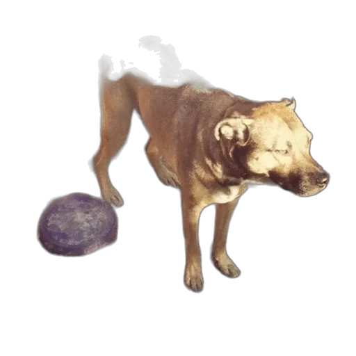 animal, staff, food, creature transparent PNG cut-out