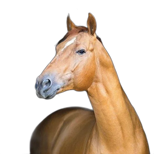 animal, creature, crown, hat transparent PNG cut-out