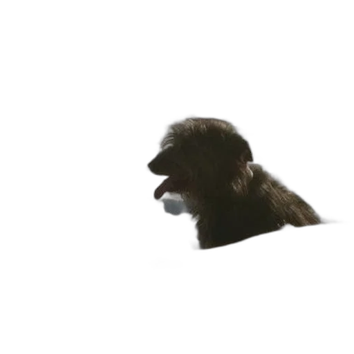 animal, face, creature, hair transparent PNG cut-out