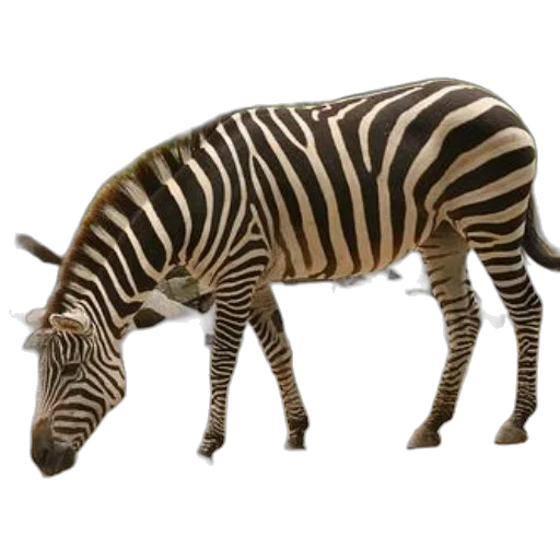 animal, creature, staff, weapon transparent PNG cut-out