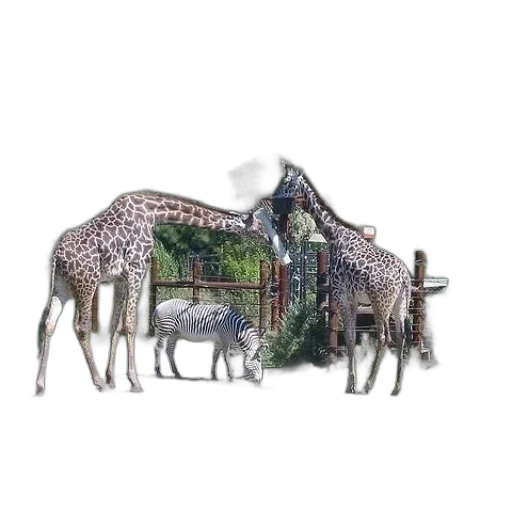 animal, furniture, 3d render, concept art transparent PNG cut-out