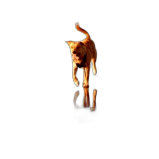 animal, staff, creature, furniture transparent PNG cut-out