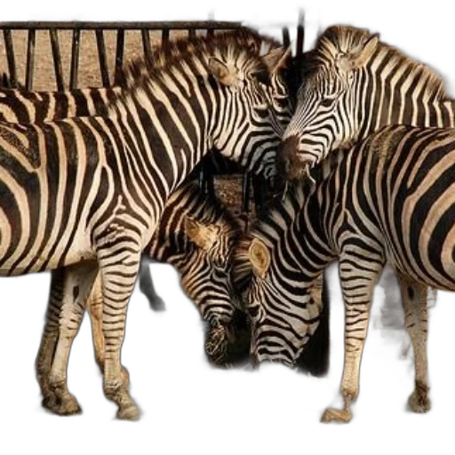 animal, furniture, photorealistic, 3d render transparent PNG cut-out