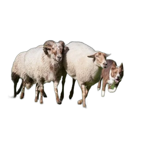 animal, food, staff, jacket transparent PNG cut-out