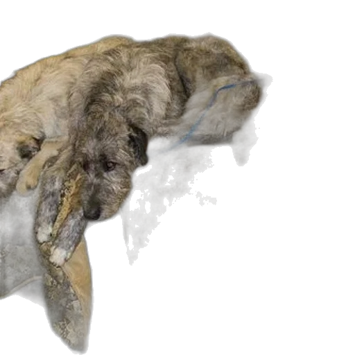 animal, creature, dragon, hair transparent PNG cut-out