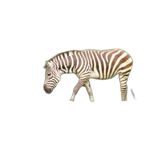 animal, creature, furniture, food transparent PNG cut-out