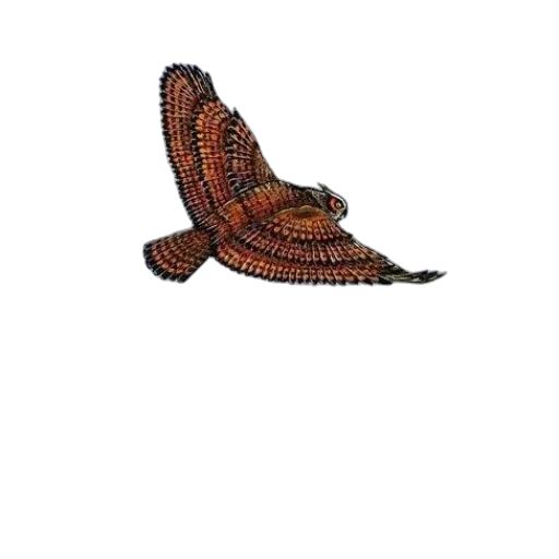 shoes, hat, animal, dragon transparent PNG cut-out