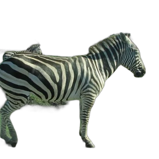 animal, creature, jewelry, staff transparent PNG cut-out