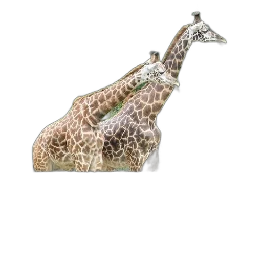 animal, creature, hat, shoes transparent PNG cut-out