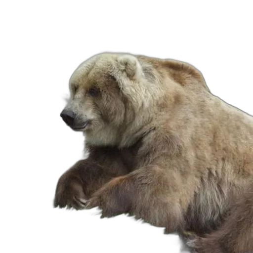animal, creature, photorealistic, 3d render transparent PNG cut-out
