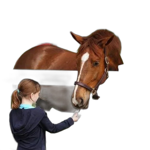 animal, hat, staff, weapon transparent PNG cut-out