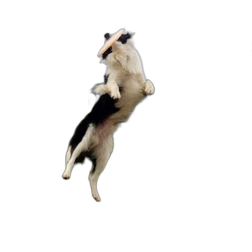 animal, creature, dragon, photorealistic transparent PNG cut-out