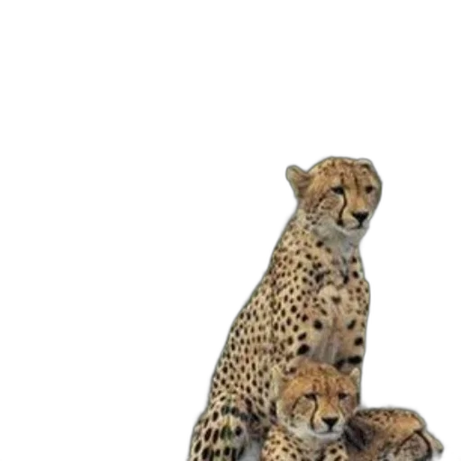 animal, jewelry, staff, crown transparent PNG cut-out