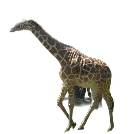 animal, creature, staff, dragon transparent PNG cut-out