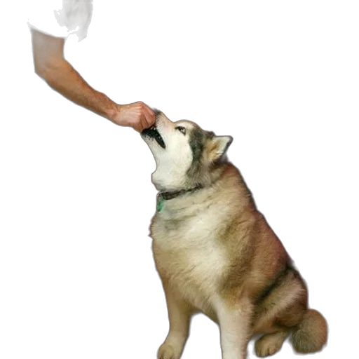 staff, animal, weapon, creature transparent PNG cut-out