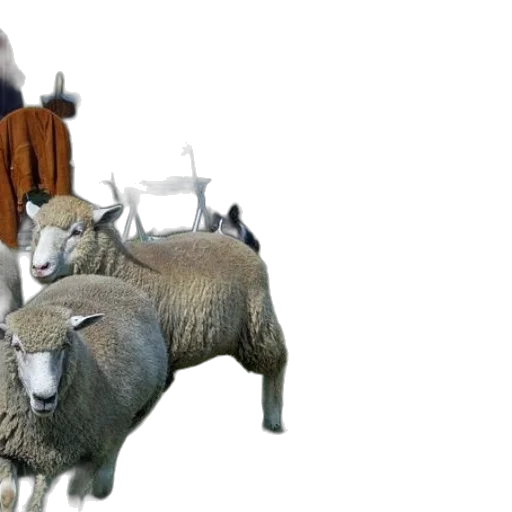 animal, 3d render, photorealistic, concept art transparent PNG cut-out