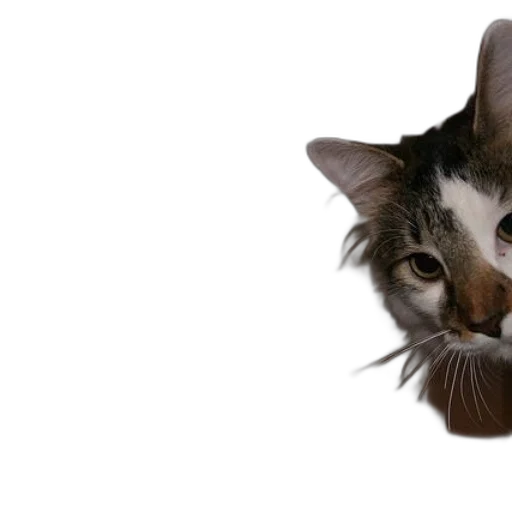 animal, staff, hat, face transparent PNG cut-out