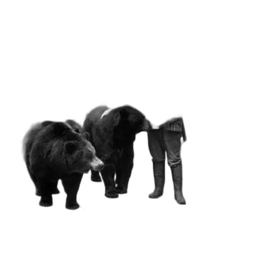 animal, shoes, hair, furniture transparent PNG cut-out