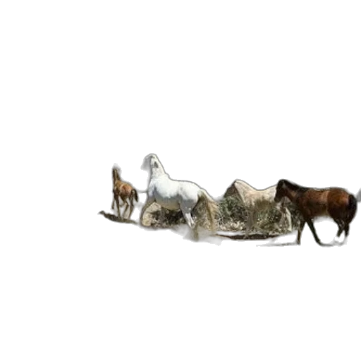 animal, crown, hair, furniture transparent PNG cut-out