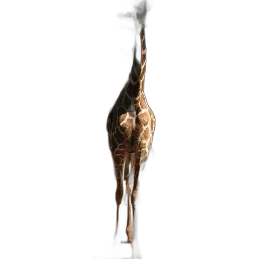 animal, creature, staff, hair transparent PNG cut-out