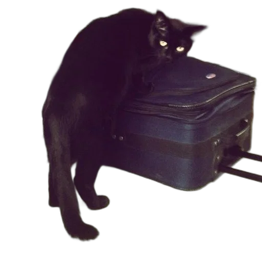 furniture, animal, staff, creature transparent PNG cut-out