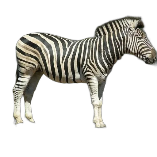 animal, creature, staff, jewelry transparent PNG cut-out