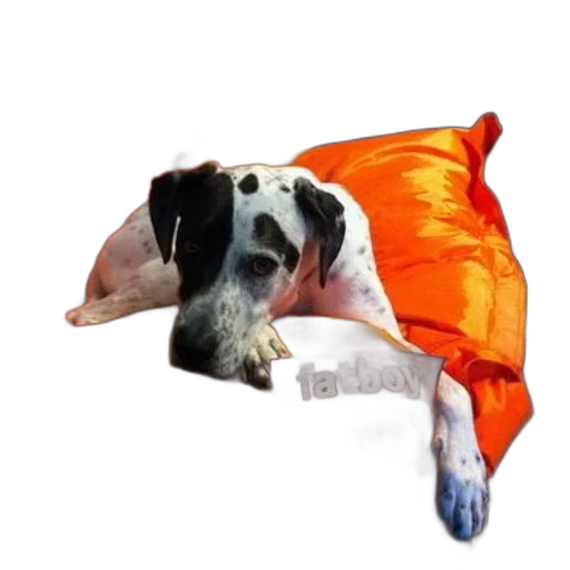 umbrella, animal, creature, staff transparent PNG cut-out