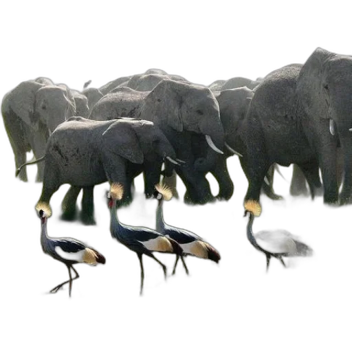 animal, concept art, 3d render, photorealistic transparent PNG cut-out