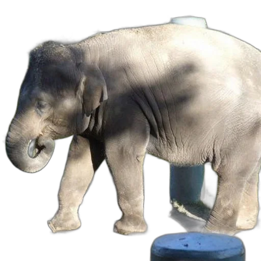animal, creature, staff, weapon transparent PNG cut-out