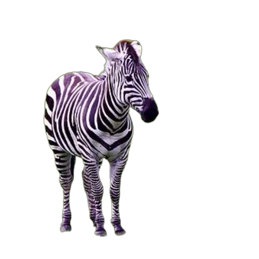 animal, creature, staff, furniture transparent PNG cut-out