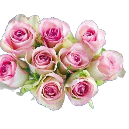 flower, crown, jewelry, photorealistic transparent PNG cut-out