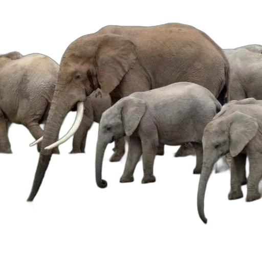 animal, concept art, 3d render, photorealistic transparent PNG cut-out