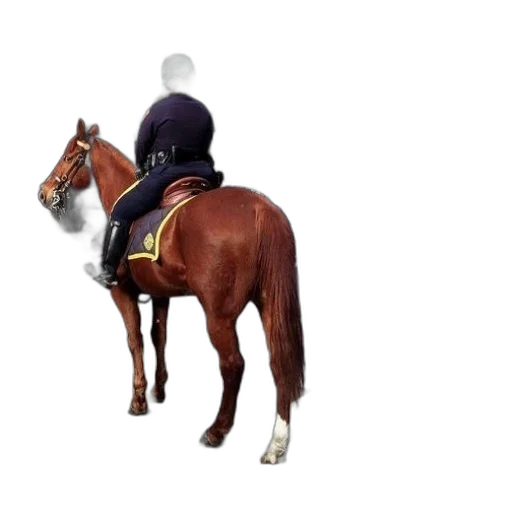 hat, jacket, staff, crown transparent PNG cut-out