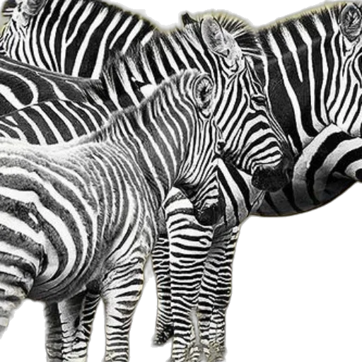animal, photorealistic, 3d render, concept art transparent PNG cut-out