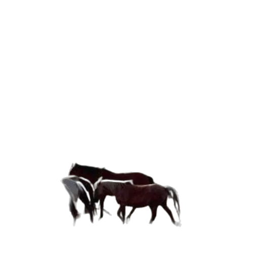 animal, furniture, jewelry, food transparent PNG cut-out