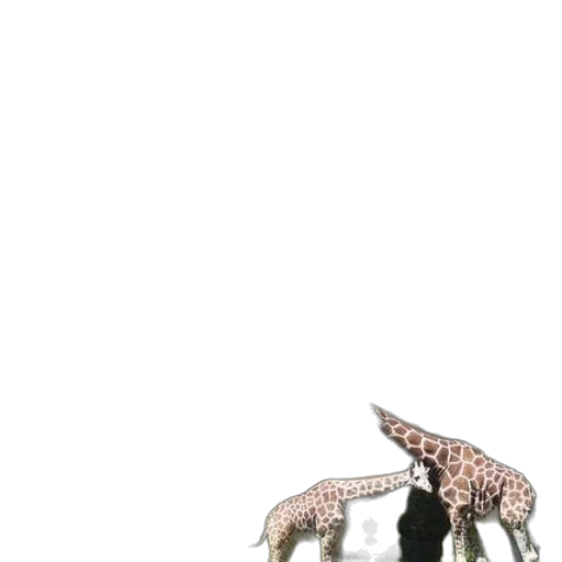 animal, creature, hat, shoes transparent PNG cut-out