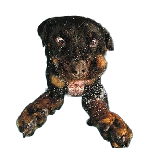 animal, creature, staff, face transparent PNG cut-out