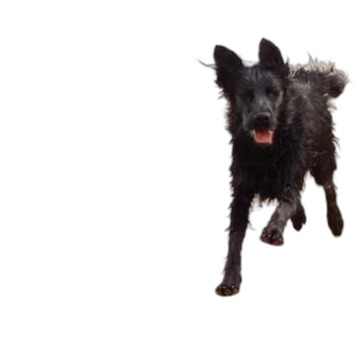 animal, creature, staff, dragon transparent PNG cut-out