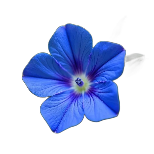 flower, jewelry, crown, staff transparent PNG cut-out