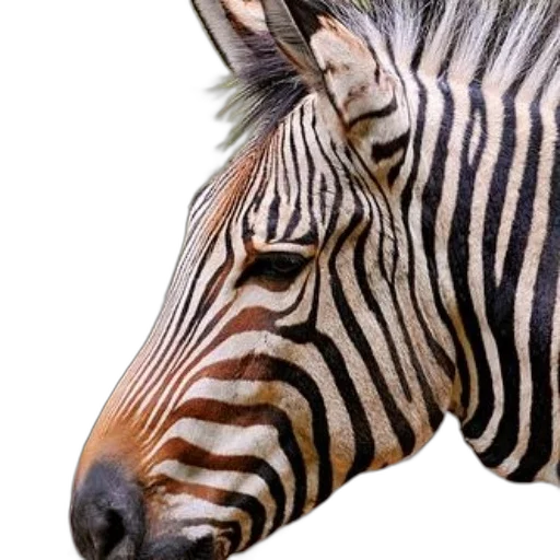 animal, creature, face, jewelry transparent PNG cut-out