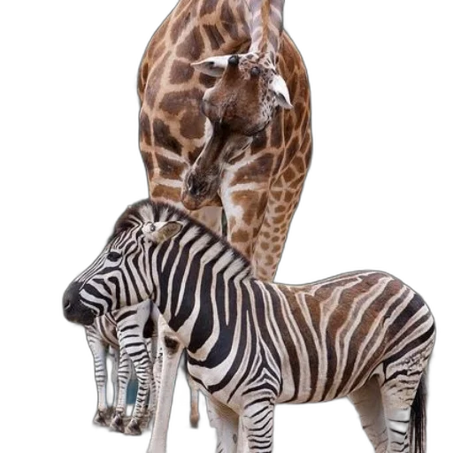animal, creature, jewelry, photorealistic transparent PNG cut-out