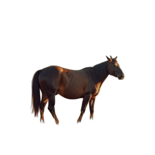 animal, creature, hair, crown transparent PNG cut-out
